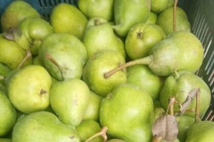 Image of lush pear orchards in Kashmir Valley, Jammu and Kashmir, showcasing the region's reputation as one of the world's largest producers of pears, with vast numbers of trees bearing the nutritious fruit across various districts.