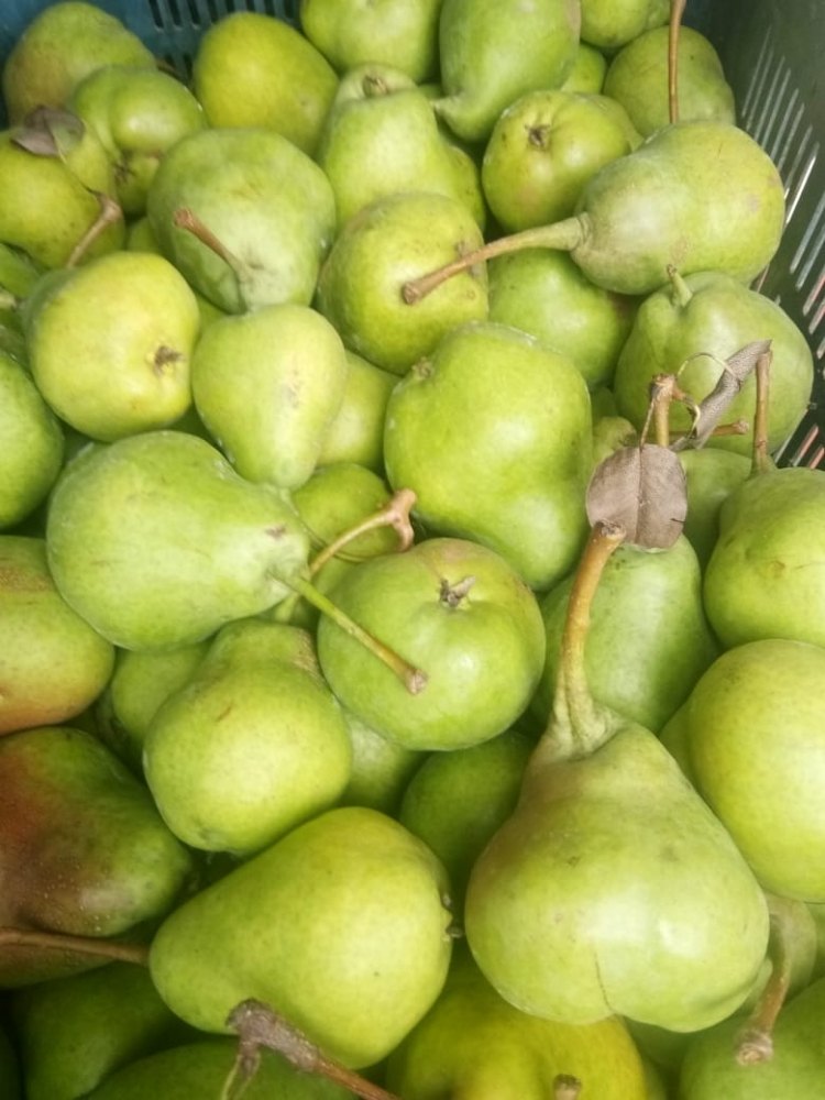 Image of lush pear orchards in Kashmir Valley, Jammu and Kashmir, showcasing the region's reputation as one of the world's largest producers of pears, with vast numbers of trees bearing the nutritious fruit across various districts.