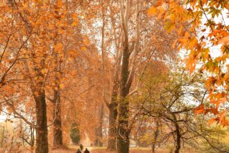 In Pic: Glimmer of Autumn in kashmir valley with superb chinars at the background.