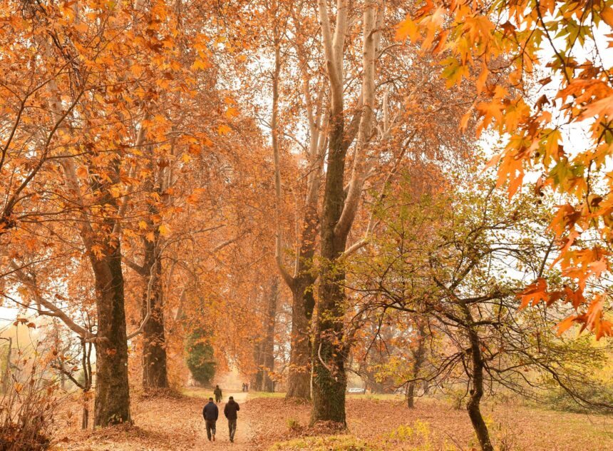 In Pic: Glimmer of Autumn in kashmir valley with superb chinars at the background.