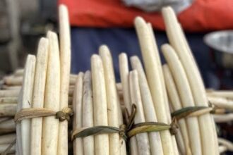 A porous and fibrous lake vegetable that was once commonly available, Nadru grew to become an irreplaceable ingredient in a traditional Kashmiri kitchen