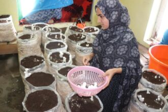 In Pic: Kashmir’s ‘Rice Bowl’ thrives in plant nursery business Qaimoh tehsil turns into epicentre as Kulgam generates Rs 100 cr annually