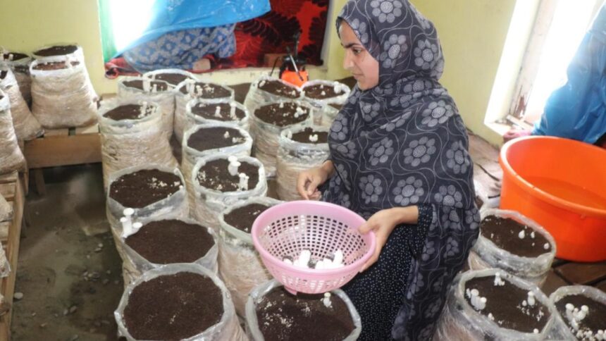 In Pic: Kashmir’s ‘Rice Bowl’ thrives in plant nursery business Qaimoh tehsil turns into epicentre as Kulgam generates Rs 100 cr annually