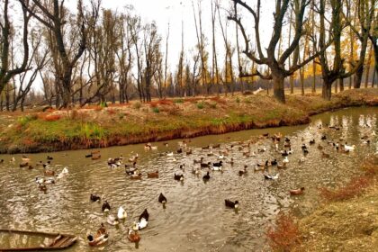 In Pic: Hygam Wetland Bustles with Nearly 3 Lakh Migratory Birds This Winter