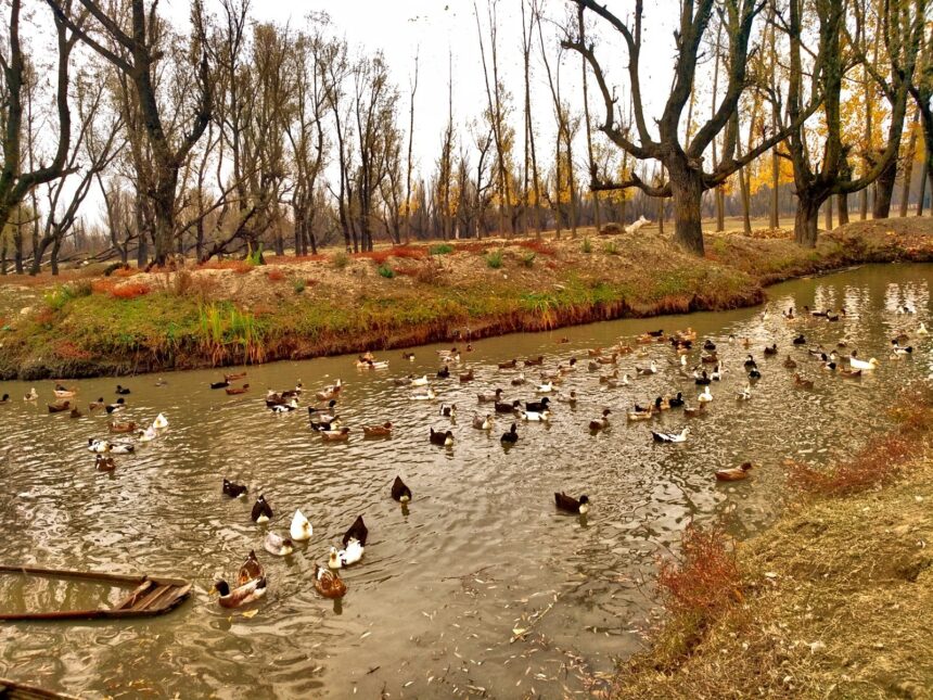 In Pic: Hygam Wetland Bustles with Nearly 3 Lakh Migratory Birds This Winter