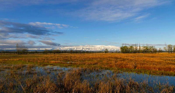 In Pic: Shallabugh Wetland Conservation Reserve in Ganderbal shines