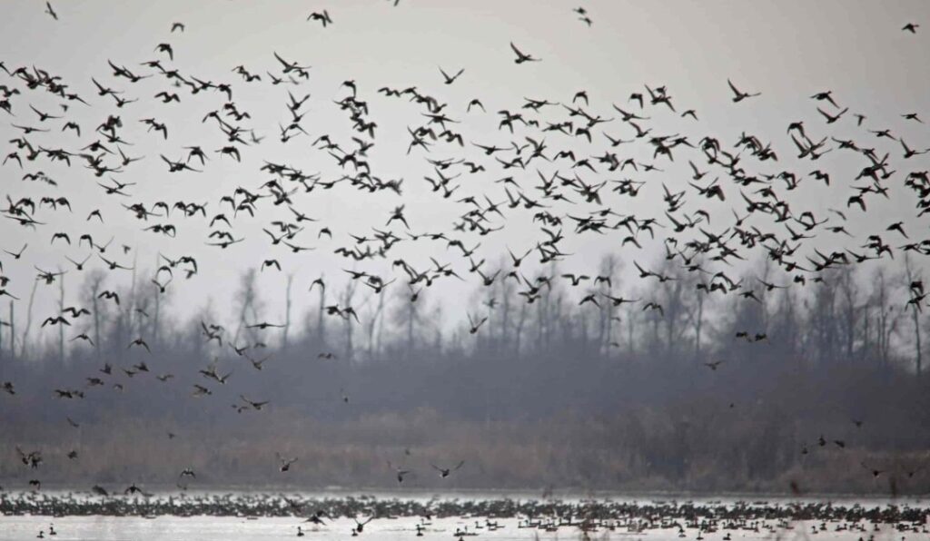 Kashmir Wetlands Experience Bird Resurgence; Census Set for Mid-February