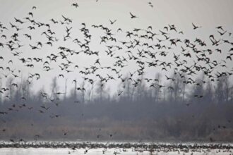 In Pic: Kashmir's Wetlands receive huge chunk of migratory birds adding to their beauty