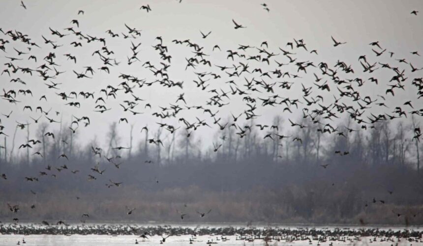 In Pic: Kashmir's Wetlands receive huge chunk of migratory birds adding to their beauty