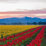 In Pic: Srinagar's Tulip Garden Blooms into a Revenue Goldmine for Jammu and Kashmir