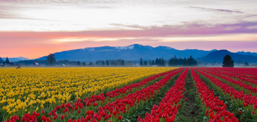 In Pic: Srinagar's Tulip Garden Blooms into a Revenue Goldmine for Jammu and Kashmir