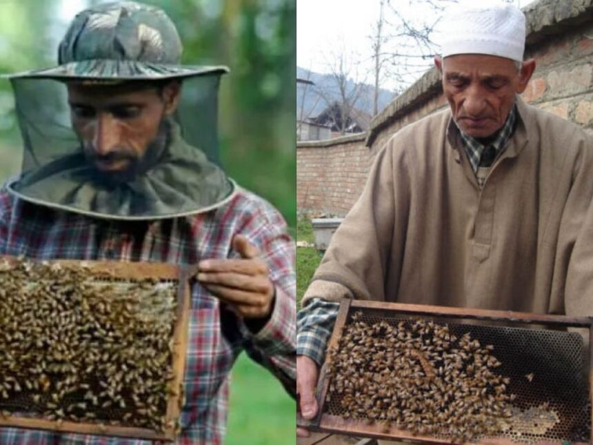 In Pic: Anantnag Leads as J&K Produces Over 17,700 Quintals of Honey in Two Years