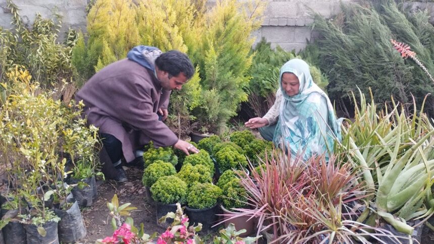 In Pic: Ishfaq Ahmad and his wife Sabiya Mushtaq, a determined couple from Awantipora in Pulwama district, South Kashmir, have blossomed into successful entrepreneurs, turning their backs on the elusive dream of government jobs to cultivate a thriving flower business.