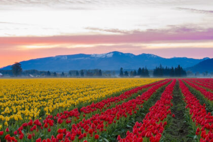 In Pic: Tulip Garden Srinagar breaks records of the previous tourist intrusions